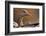 Graylag Gosling (Anser Anser) Resting Under Parent'S Wing, Pusztaszer, Hungary-Bence Mate-Framed Photographic Print