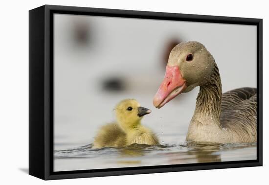 Graylag gosling with parent, Lake Csaj, Pusztaszer, Hungary-Bence Mate-Framed Premier Image Canvas