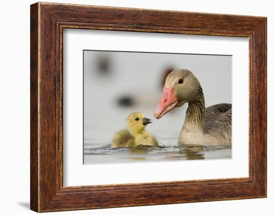 Graylag gosling with parent, Lake Csaj, Pusztaszer, Hungary-Bence Mate-Framed Photographic Print