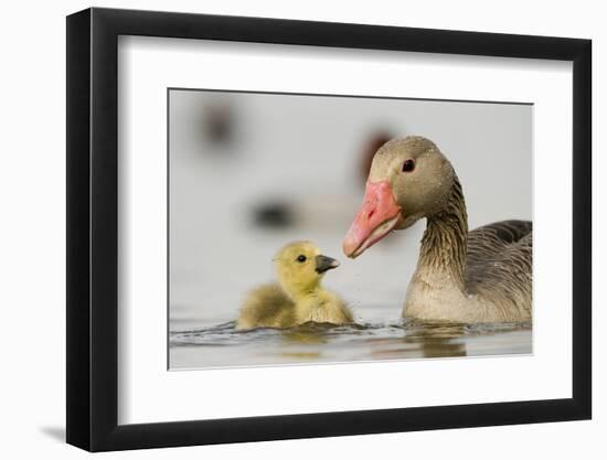 Graylag gosling with parent, Lake Csaj, Pusztaszer, Hungary-Bence Mate-Framed Photographic Print