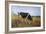 Grazing, 1884-Filippo Carcano-Framed Giclee Print