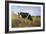 Grazing, 1884-Filippo Carcano-Framed Giclee Print