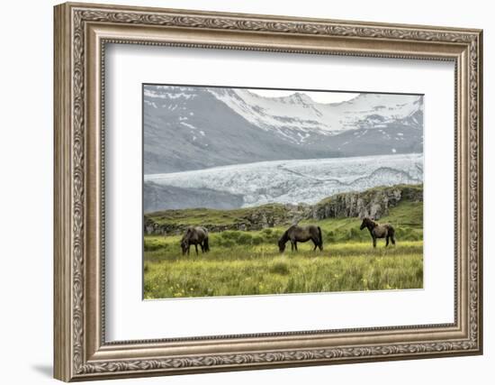 Grazing at the Glacier-Danny Head-Framed Photographic Print