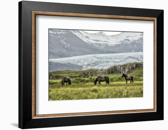 Grazing at the Glacier-Danny Head-Framed Photographic Print