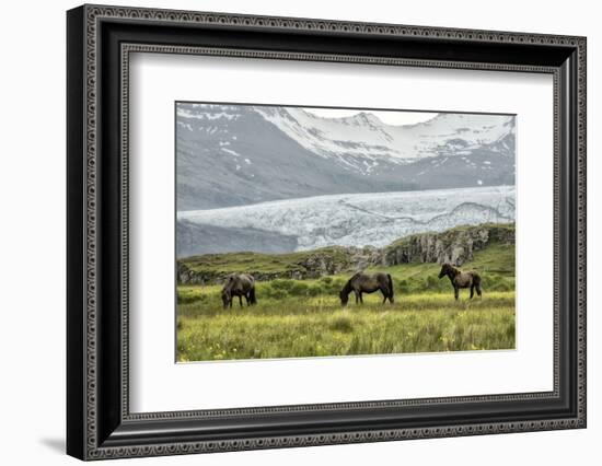 Grazing at the Glacier-Danny Head-Framed Photographic Print