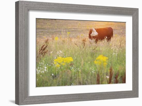 Grazing Cattle - Glance-Staffan Widstrand-Framed Giclee Print