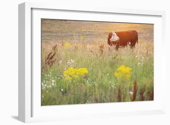 Grazing Cattle - Glance-Staffan Widstrand-Framed Giclee Print