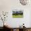 Grazing Cattle, Tyrol, Austria-Martin Zwick-Photographic Print displayed on a wall