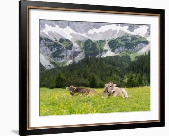 Grazing Cattle, Tyrol, Austria-Martin Zwick-Framed Photographic Print