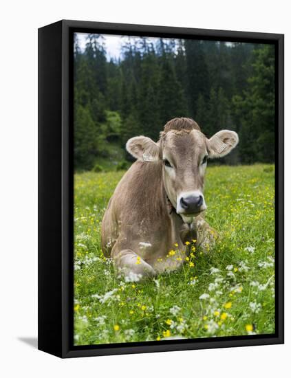 Grazing Cattle, Tyrol, Austria-Martin Zwick-Framed Premier Image Canvas