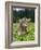 Grazing Cattle, Tyrol, Austria-Martin Zwick-Framed Photographic Print