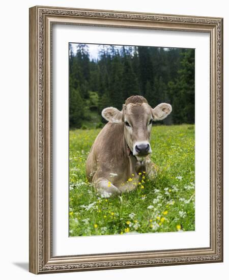 Grazing Cattle, Tyrol, Austria-Martin Zwick-Framed Photographic Print