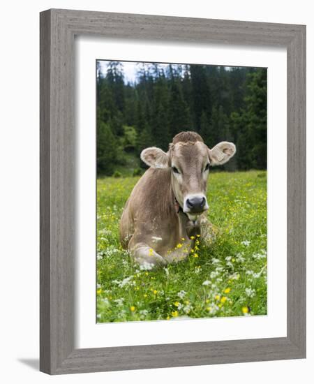 Grazing Cattle, Tyrol, Austria-Martin Zwick-Framed Photographic Print