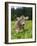 Grazing Cattle, Tyrol, Austria-Martin Zwick-Framed Photographic Print