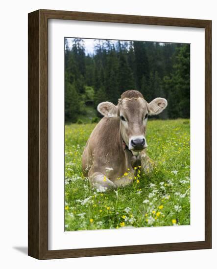 Grazing Cattle, Tyrol, Austria-Martin Zwick-Framed Photographic Print