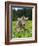 Grazing Cattle, Tyrol, Austria-Martin Zwick-Framed Photographic Print