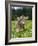 Grazing Cattle, Tyrol, Austria-Martin Zwick-Framed Photographic Print