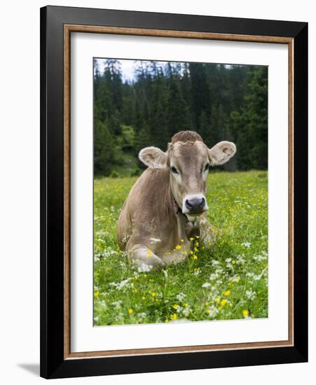 Grazing Cattle, Tyrol, Austria-Martin Zwick-Framed Photographic Print