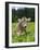 Grazing Cattle, Tyrol, Austria-Martin Zwick-Framed Photographic Print