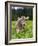 Grazing Cattle, Tyrol, Austria-Martin Zwick-Framed Photographic Print