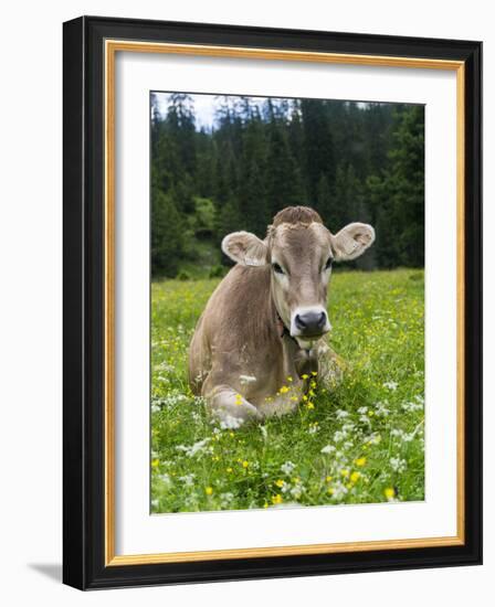 Grazing Cattle, Tyrol, Austria-Martin Zwick-Framed Photographic Print