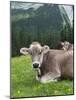 Grazing Cattle, Tyrol, Austria-Martin Zwick-Mounted Photographic Print