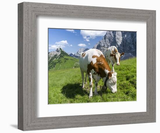 Grazing Cattle, Tyrol, Austria-Martin Zwick-Framed Photographic Print