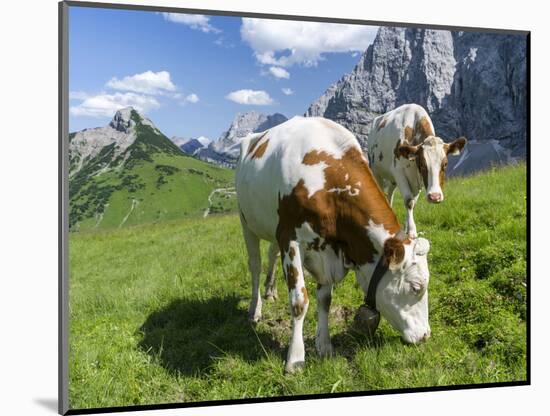 Grazing Cattle, Tyrol, Austria-Martin Zwick-Mounted Photographic Print