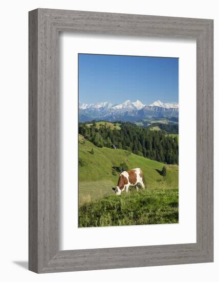 Grazing Cows, Emmental Valley and Swiss Alps in the Background, Berner Oberland, Switzerland-Jon Arnold-Framed Photographic Print