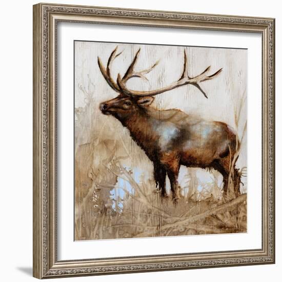 Grazing Elk-Donna Brooks-Framed Art Print