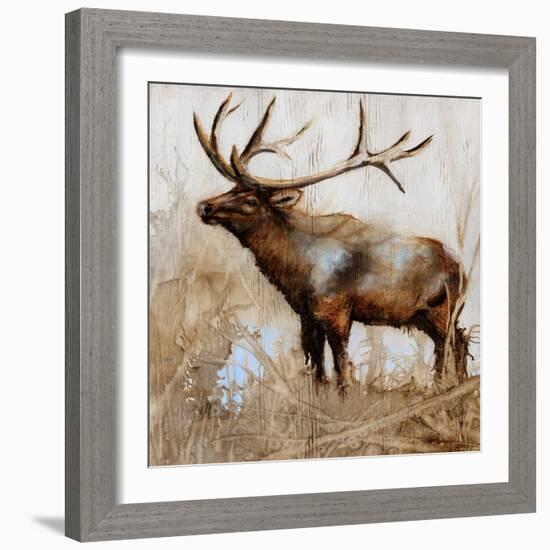 Grazing Elk-Donna Brooks-Framed Art Print