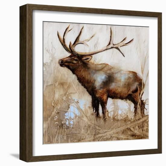 Grazing Elk-Donna Brooks-Framed Art Print