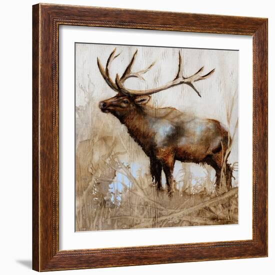 Grazing Elk-Donna Brooks-Framed Art Print