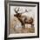 Grazing Elk-Donna Brooks-Framed Art Print