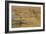 Grazing Fence-Dan Ballard-Framed Photographic Print