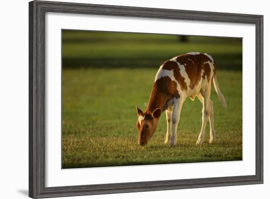 Grazing Holstein-Jersey Mix Calf-DLILLC-Framed Photographic Print