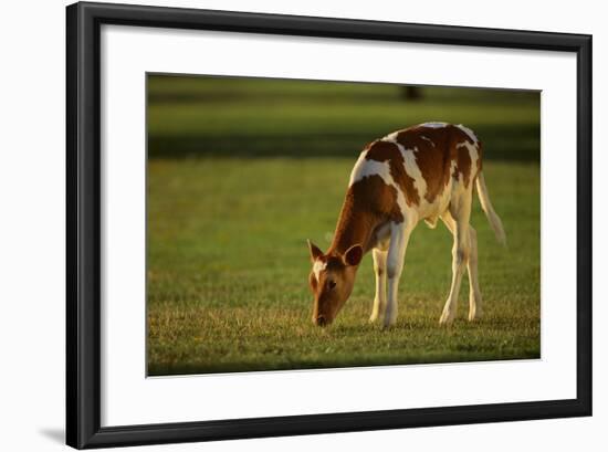 Grazing Holstein-Jersey Mix Calf-DLILLC-Framed Photographic Print