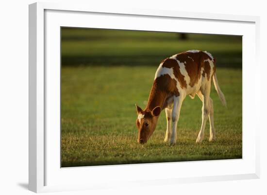 Grazing Holstein-Jersey Mix Calf-DLILLC-Framed Photographic Print