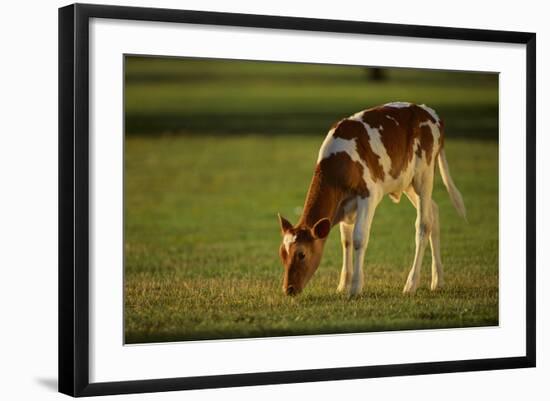 Grazing Holstein-Jersey Mix Calf-DLILLC-Framed Photographic Print