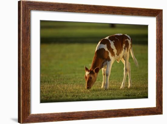 Grazing Holstein-Jersey Mix Calf-DLILLC-Framed Photographic Print