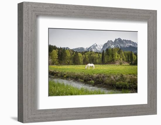 Grazing Horse in Pasture in Bavarian Alps with Snow-Sheila Haddad-Framed Photographic Print