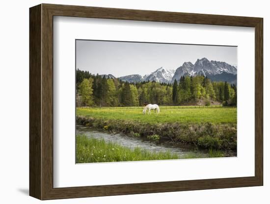 Grazing Horse in Pasture in Bavarian Alps with Snow-Sheila Haddad-Framed Photographic Print