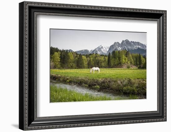 Grazing Horse in Pasture in Bavarian Alps with Snow-Sheila Haddad-Framed Photographic Print