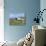 Grazing Sheep, Mortehoe, Devon, England, United Kingdom, Europe-Jeremy Lightfoot-Photographic Print displayed on a wall