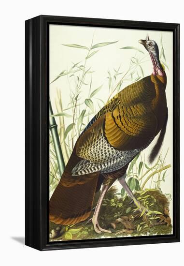 Great American Beck Male. Wild Turkey (Meleagris Gallopavo), Plate I, from 'The Birds of America'-John James Audubon-Framed Premier Image Canvas