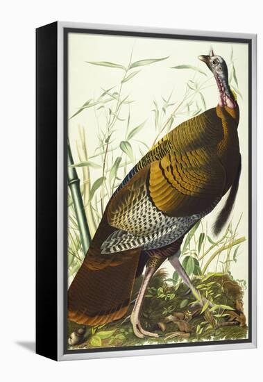 Great American Beck Male. Wild Turkey (Meleagris Gallopavo), Plate I, from 'The Birds of America'-John James Audubon-Framed Premier Image Canvas