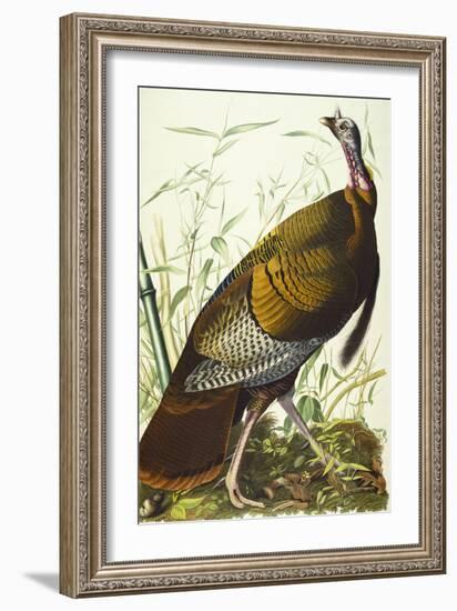 Great American Beck Male. Wild Turkey (Meleagris Gallopavo), Plate I, from 'The Birds of America'-John James Audubon-Framed Giclee Print