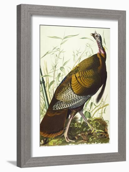 Great American Beck Male. Wild Turkey (Meleagris Gallopavo), Plate I, from 'The Birds of America'-John James Audubon-Framed Giclee Print