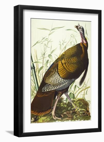 Great American Beck Male. Wild Turkey (Meleagris Gallopavo), Plate I, from 'The Birds of America'-John James Audubon-Framed Giclee Print