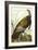 Great American Beck Male. Wild Turkey (Meleagris Gallopavo), Plate I, from 'The Birds of America'-John James Audubon-Framed Giclee Print